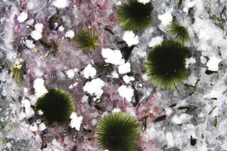 Namibia/Khomas, Region/Windhoek-Land, Kreis/Aris/Aris-Steinbrüche (Ariskop Quarry; Railway Quarry)