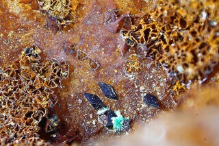 Deutschland/Rheinland-Pfalz/Ahrweiler, Landkreis/Altenahr, Verbandsgem./Ahrbrück/Martinsknipp