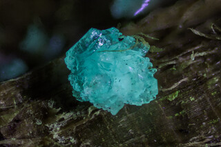 Deutschland/Bayern/Oberbayern, Bezirk/Rosenheim, Landkreis/Raubling, Gemeinde/Moor zwischen Bad Feilnbach und Raubling