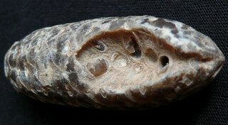 Westsahara/Oued ed Dahab-Lagouira, Region/Ad-Dakhla