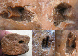 Österreich/Niederösterreich/Gänserndorf, Bezirk/Marchtal/Pleistozäne Marchschotter