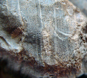 Österreich/Niederösterreich/Horn, Bezirk