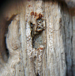 Österreich/Niederösterreich/Horn, Bezirk