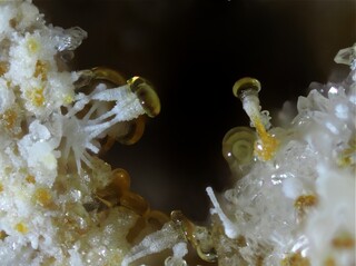 Deutschland/Rheinland-Pfalz/Mayen-Koblenz-Kreis/Vordereifel, Verbandsgemeinde/Ettringen/Bellerberg/Ettringer Bellerberg (Stbr. Caspar)