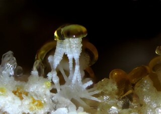 Deutschland/Rheinland-Pfalz/Mayen-Koblenz-Kreis/Vordereifel, Verbandsgemeinde/Ettringen/Bellerberg/Ettringer Bellerberg (Stbr. Caspar)