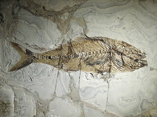 Italien/Venetien (Veneto), Region/Verona, Provinz/Vestenanova, Gemeinde/Bolca, Ortsteil/Monte Bolca (Pescaria)