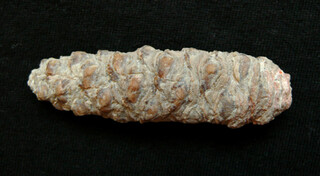 Argentinien/Patagonien/Santa Cruz, Provinz/Deseado, Departamento/Cerro El Cuadrado Fossil Forest (Parque Nacional Bosques Petrificados de Jaramillo, Jaramillo Petrified Forest)