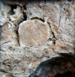 Ungarn/Borsod-Abaúj-Zemplén, Komitat/Gönc, Kreis/Fony/Cigány-Tövis