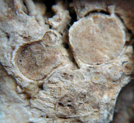 Ungarn/Borsod-Abaúj-Zemplén, Komitat/Gönc, Kreis/Fony/Cigány-Tövis