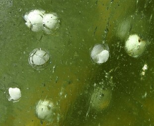 Ägypten/New Valley, Governorat/Libysche Wüste (Westliche Wüste)/Libysches Glas-Vorkommen