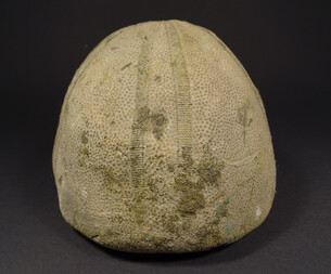 Österreich/Salzburg/Salzburg-Umgebung, Bezirk (Flachgau)/Oberndorf/St. Pankraz/Haunsberg