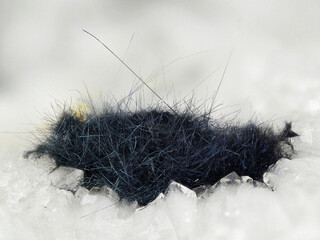 Deutschland/Baden-Württemberg/Freiburg, Bezirk/Breisgau-Hochschwarzwald, Landkreis/Münstertal im Schwarzwald, Gemeinde/St. Trudpert/Münstergrund