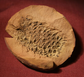 Polen/Schlesien (Oberschlesien; Slaskie), Woiwodschaft/Beuthen (Bytom)/Hohenzollerngrube (Kopalnia Węgla Kamiennego Szombierki)