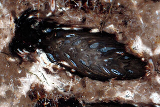 USA/Washington/Yakima River Canyon