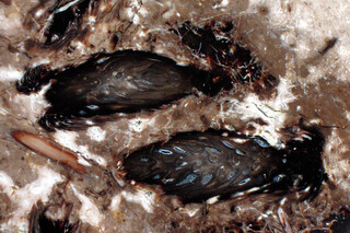 USA/Washington/Yakima River Canyon