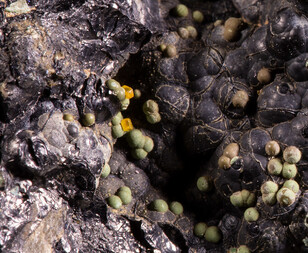 Demokratische Republik Kongo/Katanga (Shaba), Provinz/Ober-Katanga (Haut-Katanga), Distrikt/Shinkolobwe (Kasolo)/Shinkolobwe Mine (Kasolo Mine)