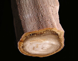 USA/Oregon/Malheur County/McDermitt Area