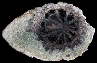 USA/Colorado/Montezuma County/McElmo Creek