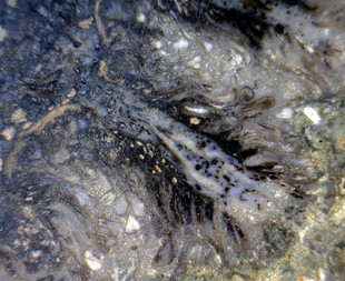 USA/Colorado/Montezuma County/McElmo Creek