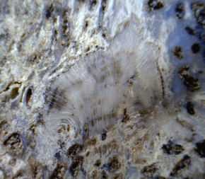 USA/Colorado/Montezuma County/McElmo Creek