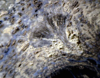 USA/Colorado/Montezuma County/McElmo Creek