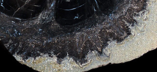 USA/Colorado/Montezuma County/McElmo Creek