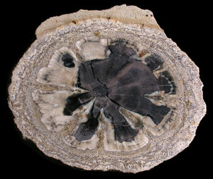 USA/Colorado/Montezuma County/McElmo Creek