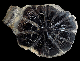 USA/Colorado/Montezuma County/McElmo Creek