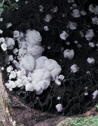 Deutschland/Rheinland-Pfalz/Birkenfeld, Landkreis/Herrstein-Rhaunen, Verbandsgem./Niederwörresbach/Steinbruch Juchem