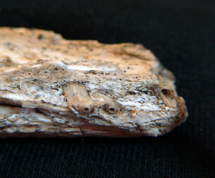 Österreich/Burgenland/Oberwart, Bezirk/Kohfidisch, Gemeinde/Kohfidisch, Katastralgemeinde/Csaterberge