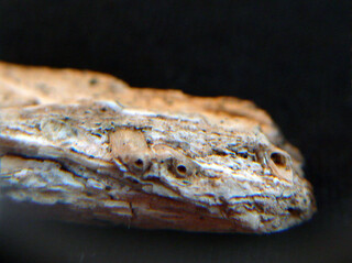 Österreich/Burgenland/Oberwart, Bezirk/Kohfidisch, Gemeinde/Kohfidisch, Katastralgemeinde/Csaterberge