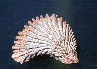 Belgien/Flandern/Antwerpen, Provinz/Antwerpen/Oosterschelde