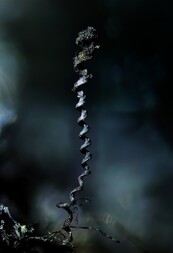 Italien/Toskana (Toscana)/Grosseto, Provinz/Massa Marittima/Forni dell'Accesa