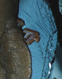 USA/Utah/Juab County/Thomas Range/Durangit Claim (Tin Prospect)