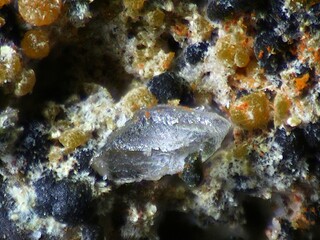 Deutschland/Bayern/Oberpfalz, Bezirk/Neustadt an der Waldnaab, Landkreis/Waidhaus, Gemeinde/Hagendorf, Ortsteil/Hagendorf-Süd (Grube Cornelia)