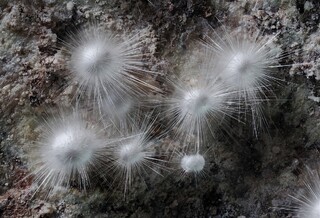 Deutschland/Baden-Württemberg/Freiburg, Bezirk/Rottweil, Landkreis/Schenkenzell, Gemeinde/Kaltbrunn, Ortsteil/Wittichen/Heubachtal/Grube Anton