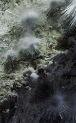 Deutschland/Baden-Württemberg/Freiburg, Bezirk/Rottweil, Landkreis/Schenkenzell, Gemeinde/Kaltbrunn, Ortsteil/Wittichen/Heubachtal/Grube Anton