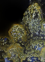 Bolivien/Oruro, Departamento/Poopó, Provinz/Poopó, Municipio/Mina San Francisco