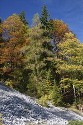 Deutschland/Bayern/Oberbayern, Bezirk/Traunstein, Landkreis/Inzell, Gemeinde/Kienberg (Rauschberg, Rauschenberg)