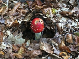 Deutschland/Niedersachsen/Goslar, Landkreis/Braunlage/St. Andreasberg, Revier/Beerberg/Grube Alter Theuerdank