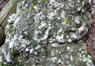 Österreich/Niederösterreich/Horn, Bezirk/Sigmundsherberg/Rodingersdorf/Miozäne Sedimente in der Ortsumgebung