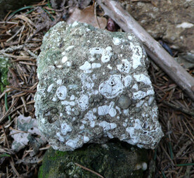 Österreich/Niederösterreich/Horn, Bezirk/Sigmundsherberg/Rodingersdorf/Miozäne Sedimente in der Ortsumgebung