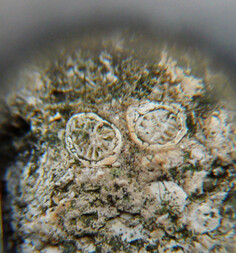 Österreich/Niederösterreich/Horn, Bezirk/Meiseldorf/Kattau