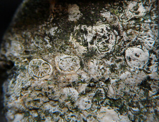 Österreich/Niederösterreich/Horn, Bezirk/Meiseldorf/Kattau