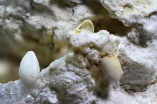 Deutschland/Rheinland-Pfalz/Donnersbergkreis/Göllheim, Verbandsgemeinde/Rüssingen, Gemeinde/Kalksteinbruch Rüssingen