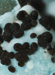 Deutschland/Baden-Württemberg/Freiburg, Bezirk/Ortenaukreis/Oberwolfach/Grube Clara