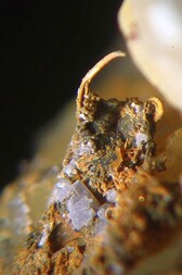 Deutschland/Niedersachsen/Goslar, Landkreis/Braunlage/St. Andreasberg, Revier/Beerberg/Grube Alter Theuerdank