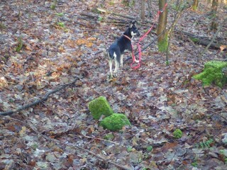 Deutschland/Niedersachsen/Göttingen, Landkreis/Walkenried, Gemeinde/Zorge, Ortsteil/Jeremiashöhe