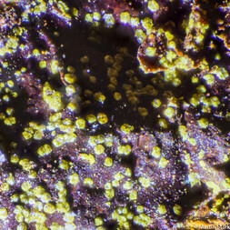 Deutschland/Niedersachsen/Goslar, Landkreis/Schulenberg im Oberharz/Oberschulenberg/Grube Glücksrad