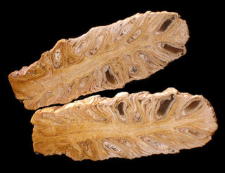 Argentinien/Patagonien/Santa Cruz, Provinz/Deseado, Departamento/Cerro El Cuadrado Fossil Forest (Parque Nacional Bosques Petrificados de Jaramillo, Jaramillo Petrified Forest)